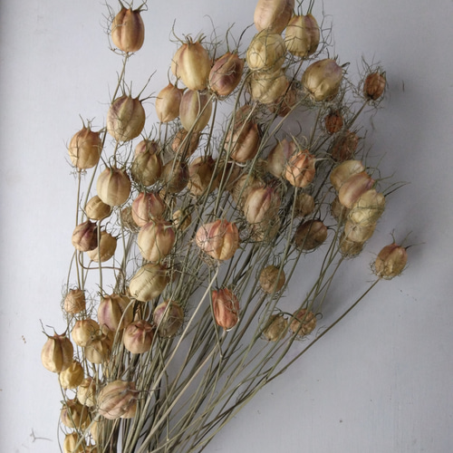 ニゲラの種のドライフラワー ドライフラワー nyao-mery 通販 12884541