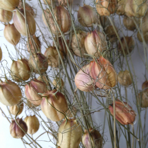 ニゲラ　ニゲラの実　ドライフラワー60本④【ネコポス発送】 ニゲラニゲラの実ドライフラワー60本④【ネコポス発送】