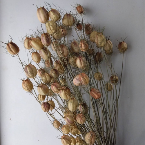 ニゲラの種のドライフラワー ドライフラワー nyao-mery 通販 12884541