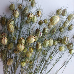 ニゲラ　ニゲラの実　ドライフラワー60本④【ネコポス発送】 ニゲラ ニゲラの実 ドライフラワー60本④【ネコポス発送