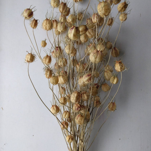 ニゲラ　ニゲラの実　ドライフラワー60本④【ネコポス発送】 ニゲラ ニゲラの実 ドライフラワー60本④【ネコポス発送