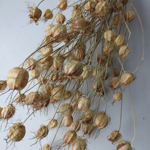 ニゲラの種のドライフラワー ドライフラワー nyao-mery 通販 12884541