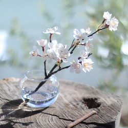 （水換え不要）桜　サクラの小枝瓶挿し 6枚目の画像