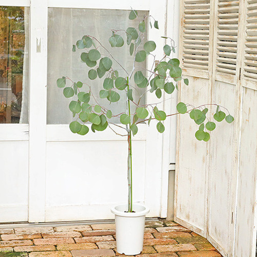 ユーカリ ポポラス 7号鉢 高さ170cm 大株 シンボルツリー ユーカリ ポポラス 7号鉢 高さ170cm 大株 シンボルツリー 楽天市場