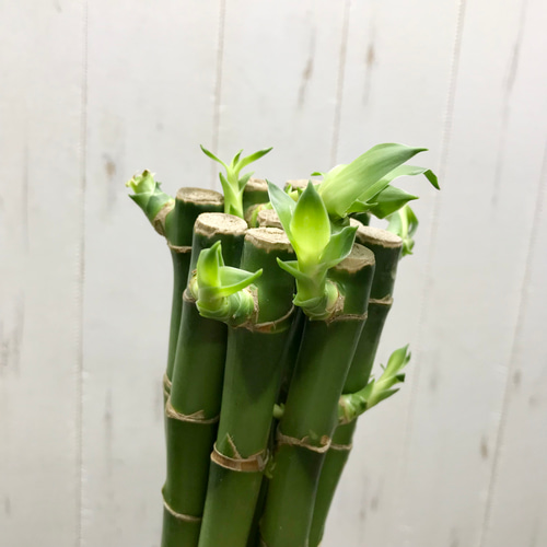 【竹製】 ヴァガボンド　ミリオンフィッシュバンブー　5'0\