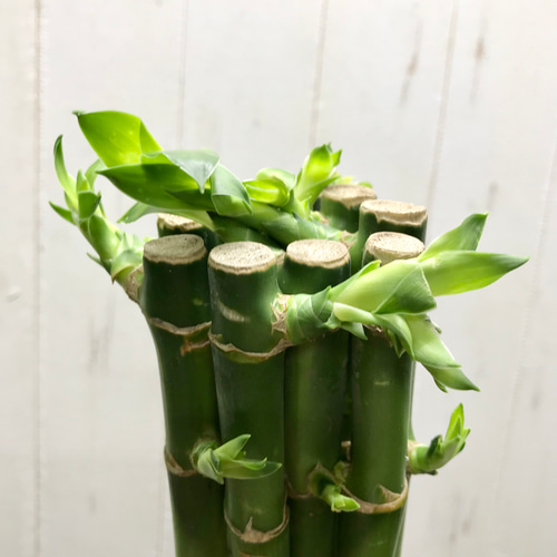 【竹製】 ヴァガボンド　ミリオンフィッシュバンブー　5'0\" ライトアクション 竹】 ヴァガボンド ミリオンフィッシュバンブー 5'0