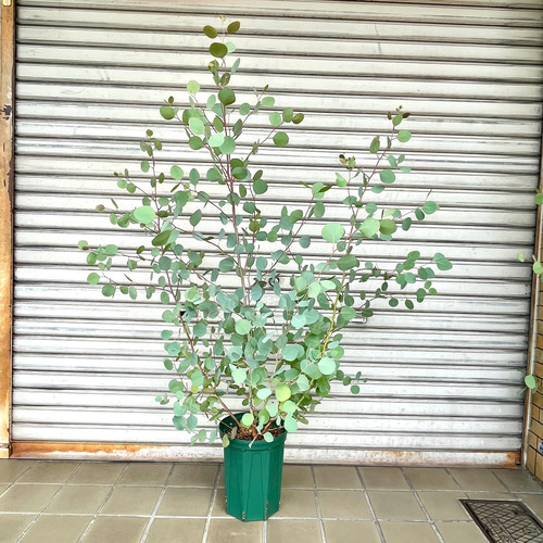 まん丸葉が可愛い♡ ユーカリポポラス 石膏鉢植え 苗