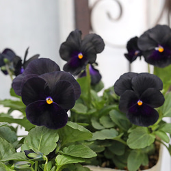 花苗 葉牡丹 ミニハボタン キラキラ葉牡ちゃん 2.5号ポット 多年草