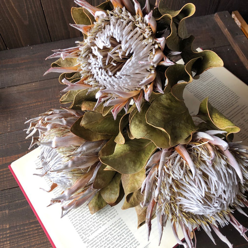キングプロテア ショート 1本ドライフラワー花材 そのままインテリアや  