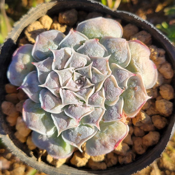 メキシコティアーズ 多肉植物 エケベリア 1枚目の画像