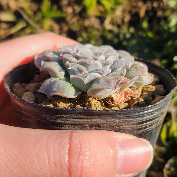 メキシコティアーズ 多肉植物 エケベリア 3枚目の画像