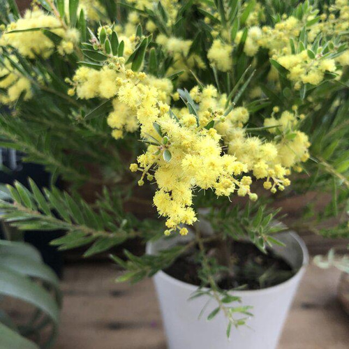 ゴールドチップ♡アカシア♡レア品種♡美しい葉っぱ アートフラワー