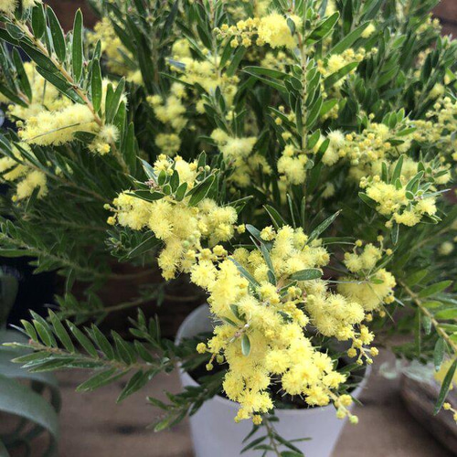 新品種アカシア「ゴールドチップ」7号鉢3本セット 新品種アカシア「ゴールドチップ」7号鉢3本セット Amazon.co.jp