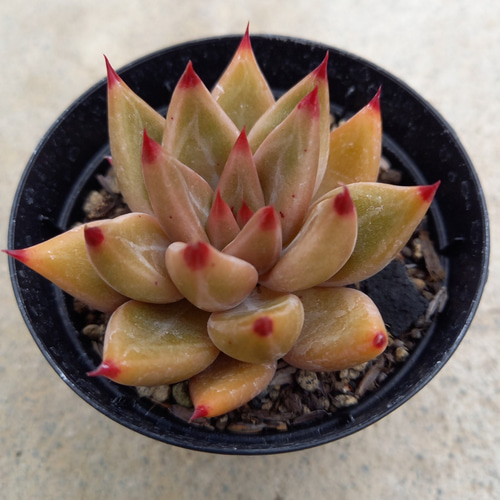 ご確認用　多肉植物　シャイキ 多肉植物 