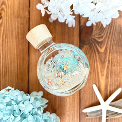 小さな海のハーバリウム ハーバリウム・植物標本 Pasa Pasa（パサパサ