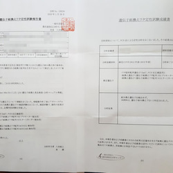 白(タナ綿) 約10g　無染色・自家自然栽培の綿（種採り済） 6枚目の画像