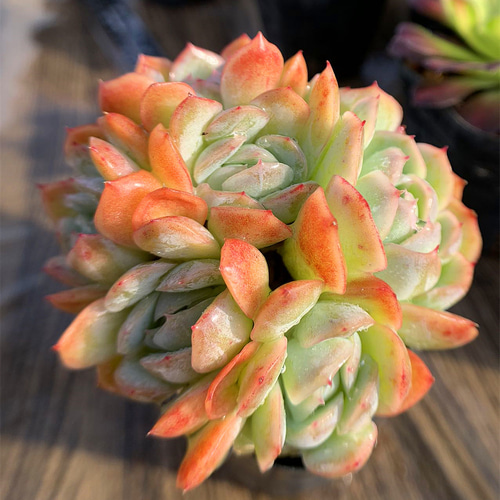 269.多肉植物 寄せ植え エケベリア レモンベリー（3頭以上 