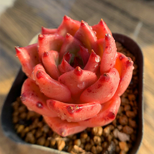 No.450 ❁ブラックローズ❁ 抜き苗 多肉植物 寄せ植え No.450