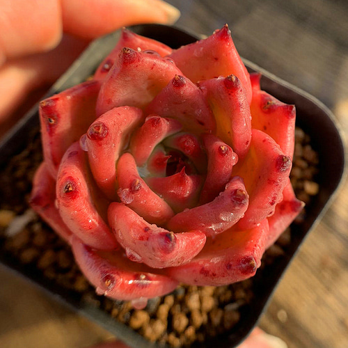 272.多肉植物 寄せ植え エケベリア属 オールドエッグ 美苗 抜き苗