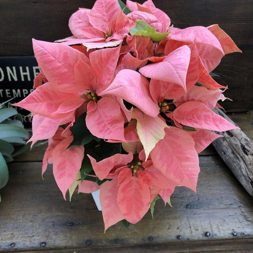 ピンクマーブル♡ポインセチア♡クリスマスに♡大苗 アートフラワー
