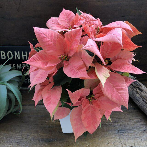 ピンクマーブル♡ポインセチア♡クリスマスに♡大苗 アートフラワー