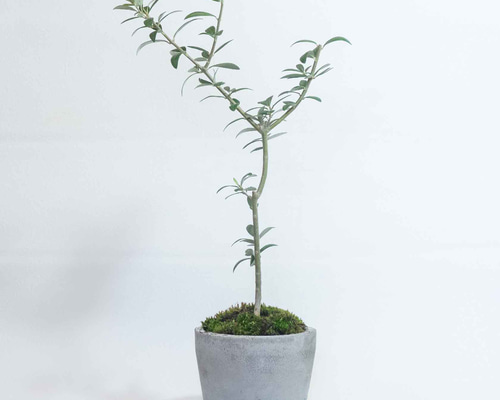 336★bakery鉢　モルタル雑貨　（お任せ植物付き）474 モルタル | RuPo 多肉植物専門店