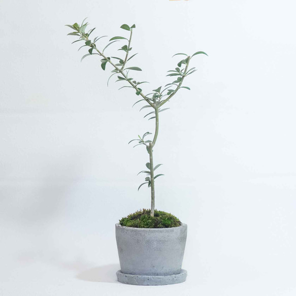 デスクに置ける大きめの観葉植物】オリーブ×苔の鉢植え／ざらっとした
