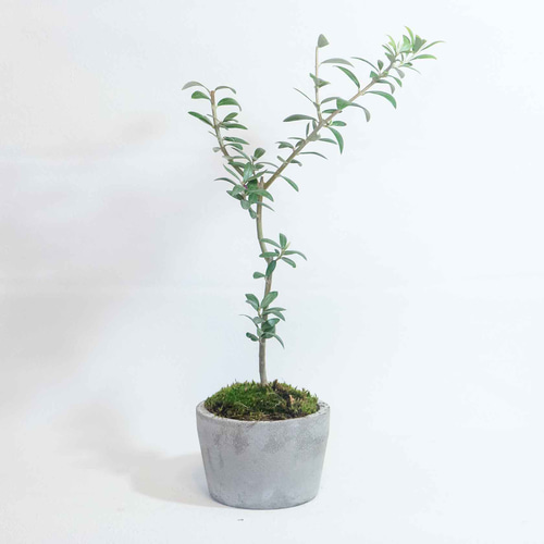 デスクに置ける大きめの観葉植物】オリーブ×苔の鉢植え／ざらっとした