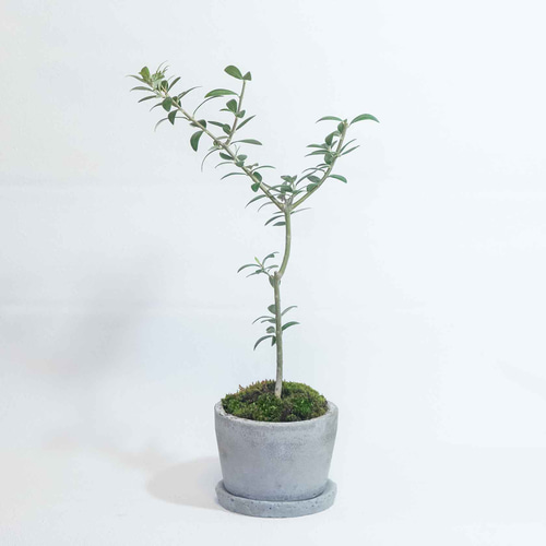 デスクに置ける大きめの観葉植物】オリーブ×苔の鉢植え／ざらっとした