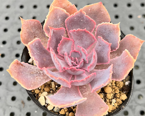 シャビアナピンクフリル 多肉植物 多肉植物 kanomarihome 通販