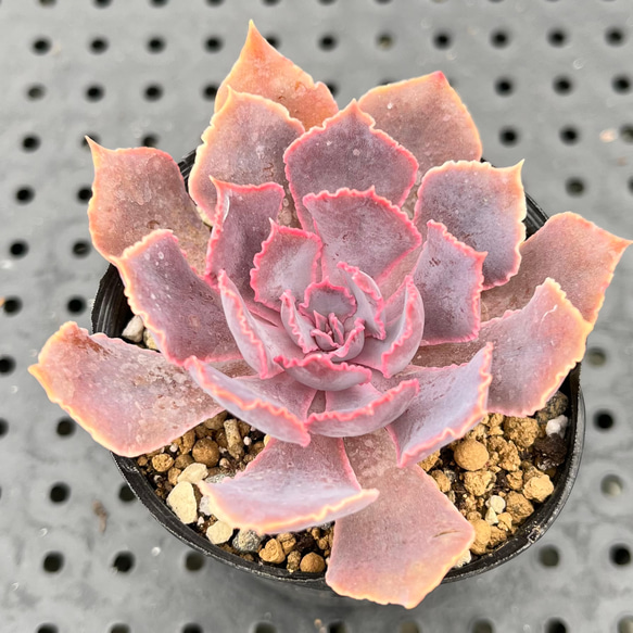 シャビアナピンクフリル 多肉植物 多肉植物 kanomarihome 通販