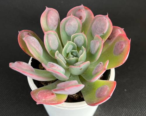 レインドロップス 多肉植物 多肉植物 kanomarihome 通販 12936347