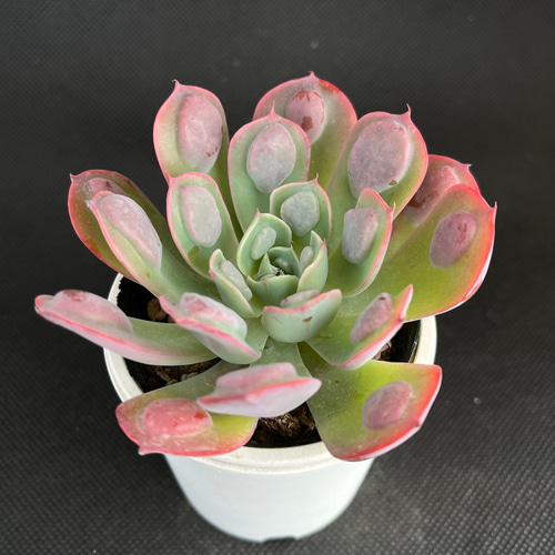 Top【選抜株】多肉植物　26418レインドロップス　24個　鉢無し/脱土 レインドロップス 多肉植物 多肉植物 kanomarihome 通販 12936347