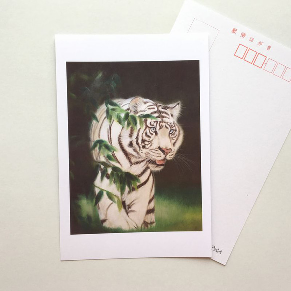 １６２　選べるポストカード　白虎　5枚セット 1枚目の画像