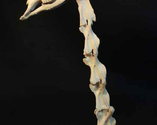 受注生産】 キリン 縮小骨格模型【 台座付き 】【高さ約22cm
