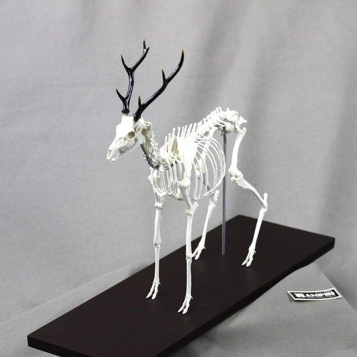 ニホンジカ 縮小全身骨格模型【 約19㎝ 】【3Dスキャン】 その他置物