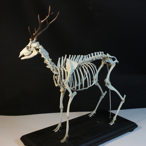 ニホンジカ 縮小全身骨格模型【 約19㎝ 】【3Dスキャン ニホンジカ 縮小全身骨格模型【 約19㎝ 】【3Dスキャン
