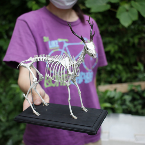 ニホンジカ 縮小全身骨格模型【 約19㎝ 】【3Dスキャン