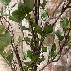 光触媒　人工観葉植物　ウォールグリーン　フェイク　アレンジ　ドウダン101 6枚目の画像