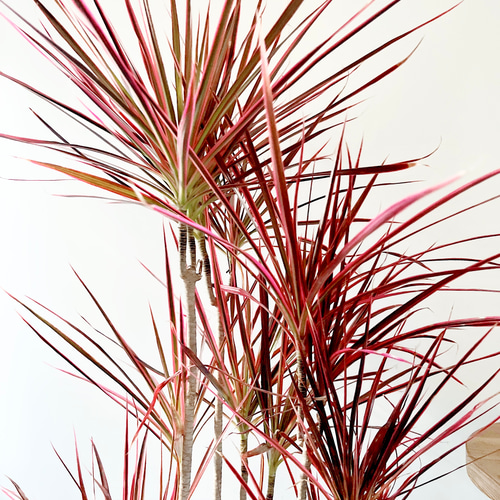 希少】ドラセナ スカーレットアイビス 登録品種 Lサイズ 観葉植物 calm