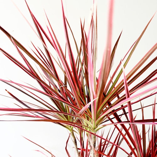 希少】ドラセナ スカーレットアイビス 登録品種 Lサイズ 観葉植物 calm