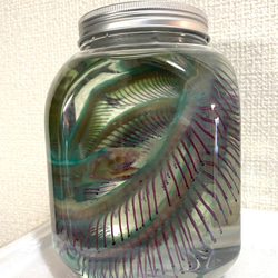 ウズラ　透明標本　Sグレード 透明工房 ～生命の華～ ☆透明標本 製作・販売 学術指導☆