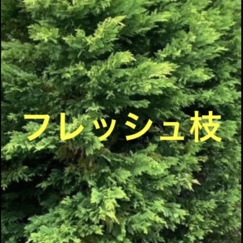 芸能人愛用 オリーブ、ブルーアイス、ブルーエンジェル、ゴールドライダー枝 フラワー・リース