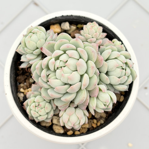 ピンクローサ 多肉植物 多肉植物 kanomarihome 通販 12948607｜Creema 