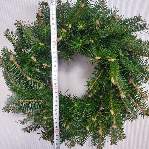 数量限定】フレッシュもみの木のリース クリスマス フレッシュ リース