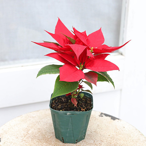 再入荷花苗 ポインセチア フェラーラ 3号ポット 上品 クリスマス