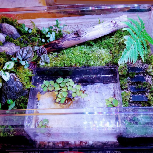 のぼり棒のある自然の中の飼育箱、苔テラリウム、加工蓋付き のぼり棒のある自然の中の飼育箱、苔テラリウム、加工蓋付き