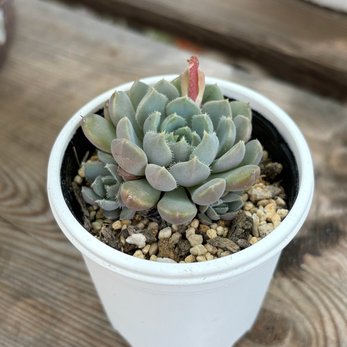 小人の渚 ミックスベリア おらいさん苗 多肉植物 多肉植物