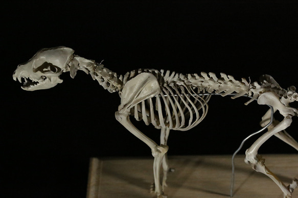 【受注生産】ニホンオオカミの全身骨格模型 5枚目の画像