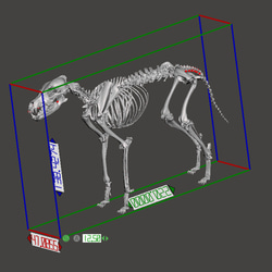 【受注生産】ニホンオオカミの全身骨格模型 7枚目の画像